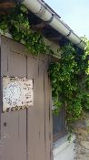 Le houblon est en fleurs